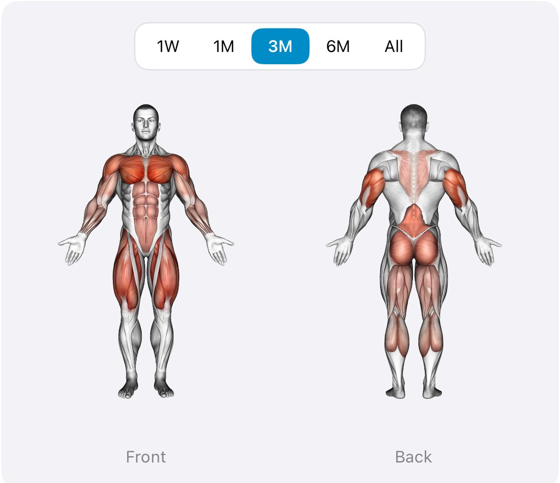 Front and back body figures in Musklr with muscles tinted by how much they were trained.